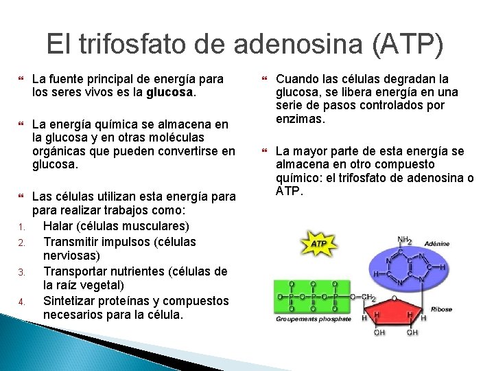 El trifosfato de adenosina (ATP) La fuente principal de energía para los seres vivos