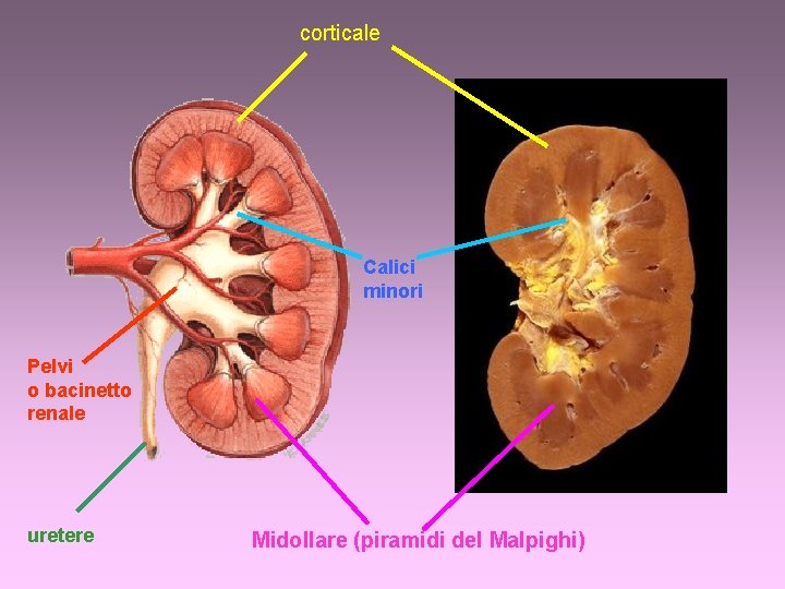 corticale Calici minori Pelvi o bacinetto renale uretere Midollare (piramidi del Malpighi) 