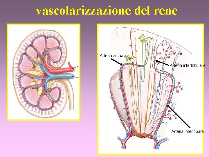 vascolarizzazione del rene Arteria arcuata Arteria interlobulare Arteria interlobare 