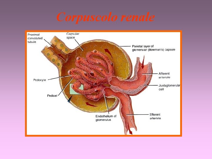 Corpuscolo renale 
