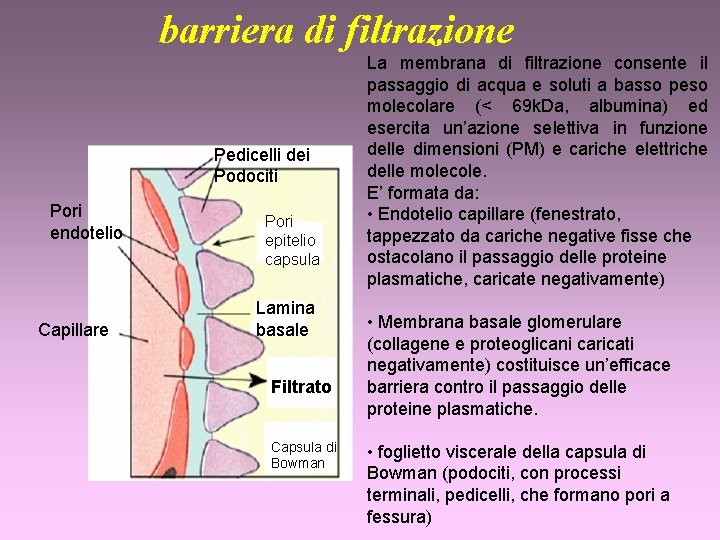 barriera di filtrazione Pedicelli dei Podociti Pori endotelio Capillare Pori epitelio capsula Lamina basale