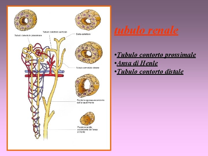 tubulo renale • Tubulo contorto prossimale • Ansa di Henle • Tubulo contorto distale