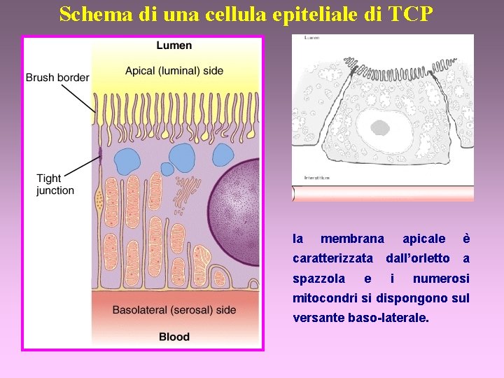 Schema di una cellula epiteliale di TCP la membrana apicale è caratterizzata dall’orletto a