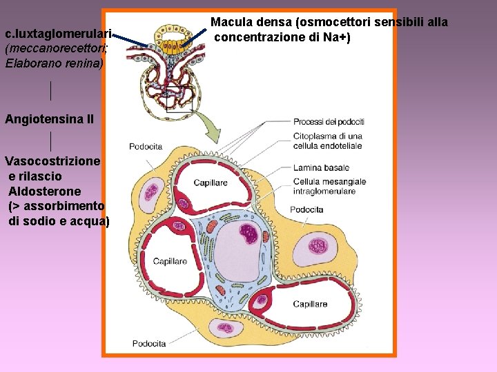 c. Iuxtaglomerulari (meccanorecettori; Elaborano renina) Angiotensina II Vasocostrizione e rilascio Aldosterone (> assorbimento di