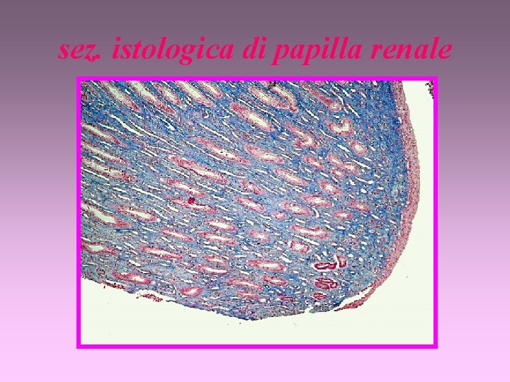 sez. istologica di papilla renale 