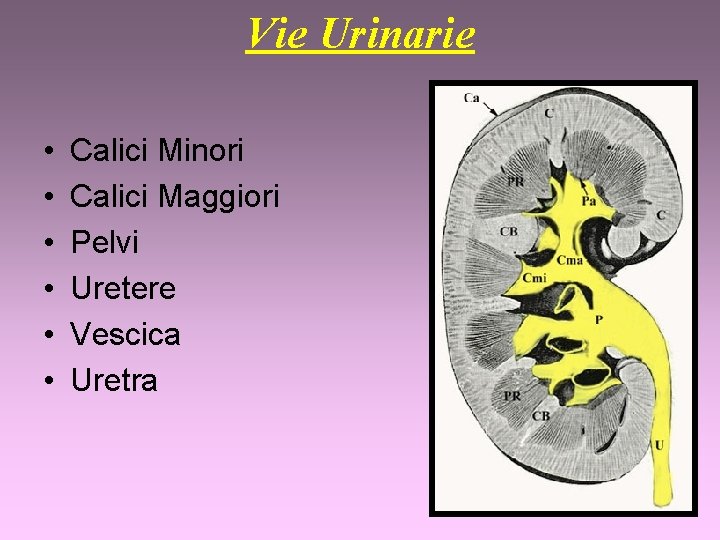 Vie Urinarie • • • Calici Minori Calici Maggiori Pelvi Uretere Vescica Uretra 