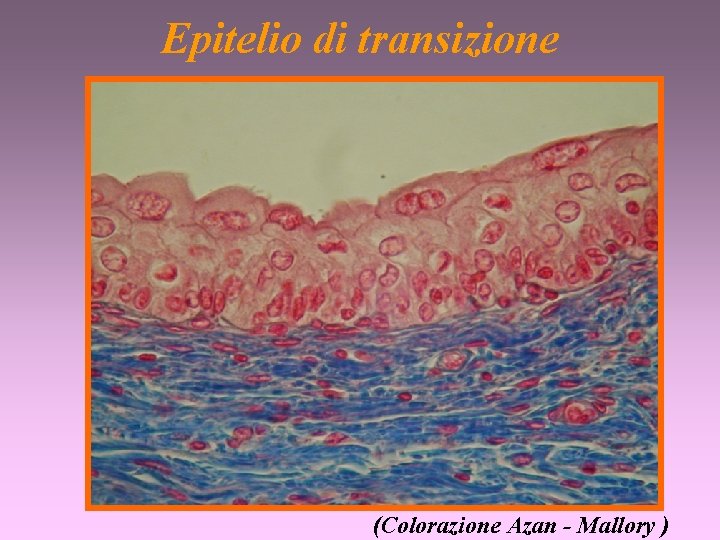 Epitelio di transizione (Colorazione Azan - Mallory ) 