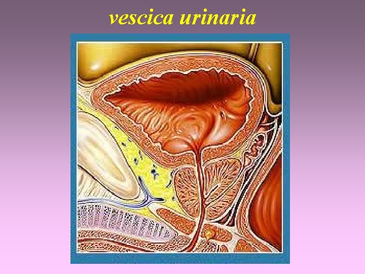 vescica urinaria 