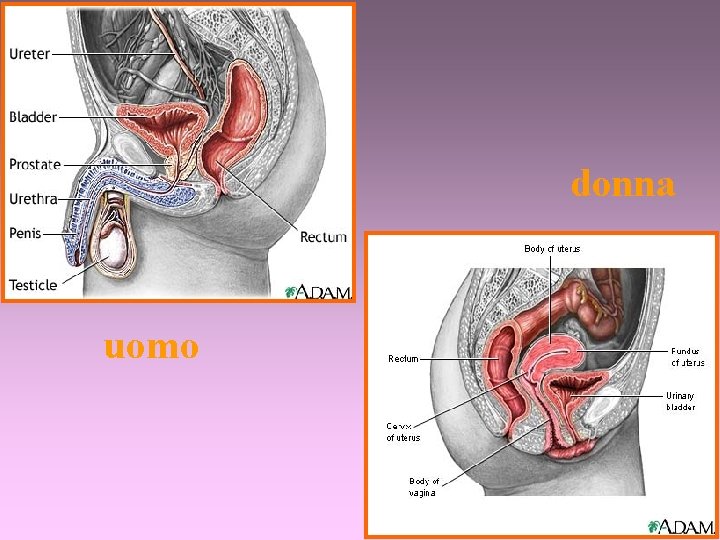 donna uomo 