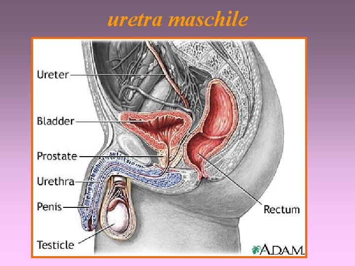 uretra maschile 