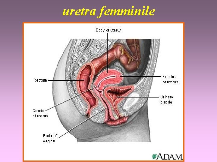 uretra femminile 