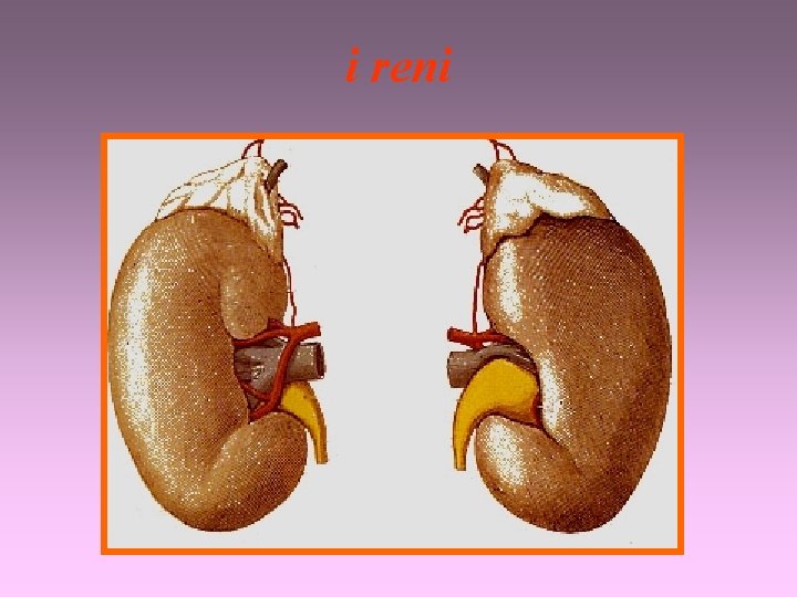 i reni 