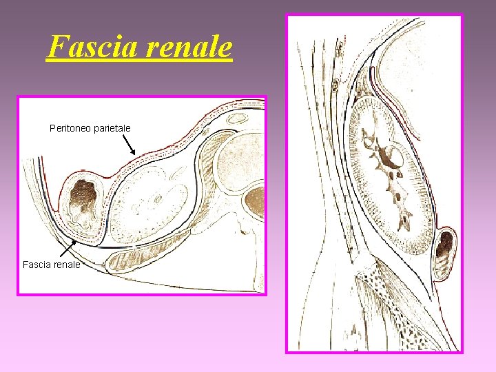 Fascia renale Peritoneo parietale Fascia renale 
