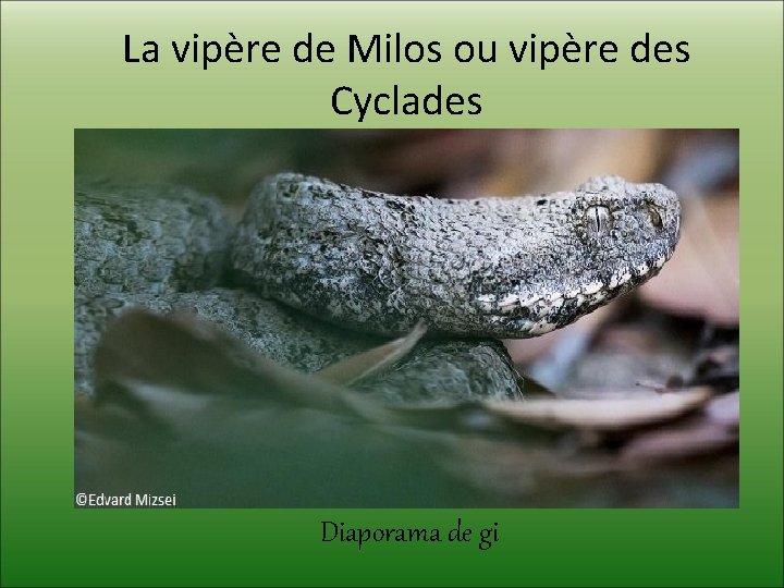 La vipère de Milos ou vipère des Cyclades Diaporama de gi 