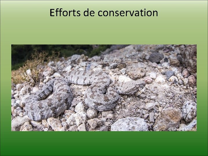 Efforts de conservation 