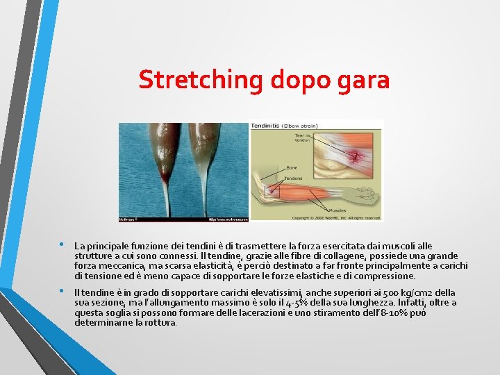 Stretching dopo gara • • La principale funzione dei tendini è di trasmettere la