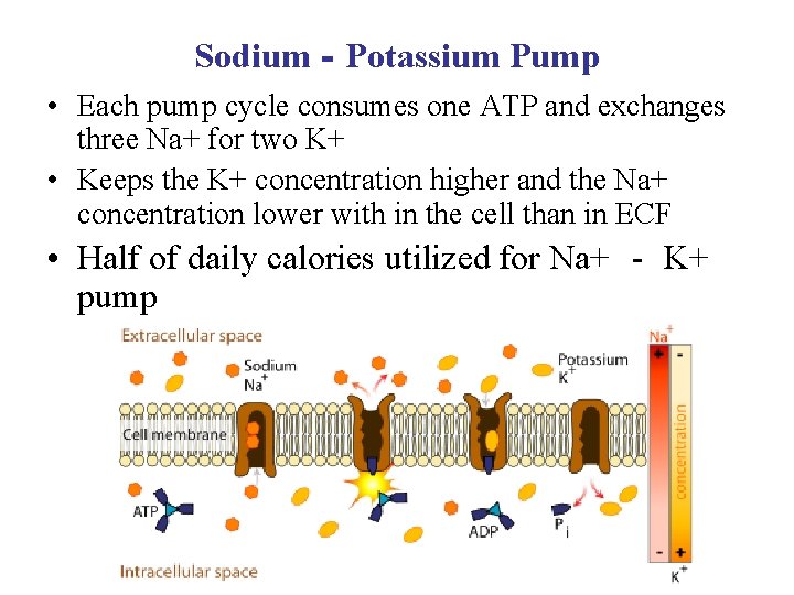 Sodium‐Potassium Pump • Each pump cycle consumes one ATP and exchanges three Na+ for