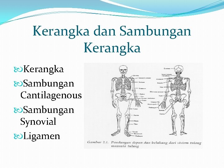 Kerangka dan Sambungan Kerangka Sambungan Cantilagenous Sambungan Synovial Ligamen 