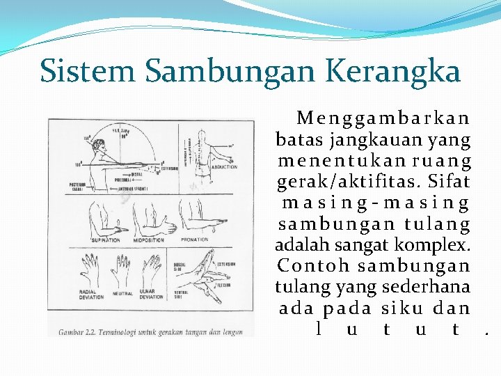 Sistem Sambungan Kerangka Menggambarkan batas jangkauan yang menentukan ruang gerak/aktifitas. Sifat masing-masing sambungan tulang