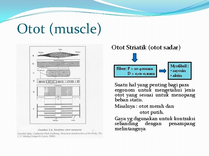 Otot (muscle) Otot Striatik (otot sadar) Fiber: P = 10 -400 mm D =