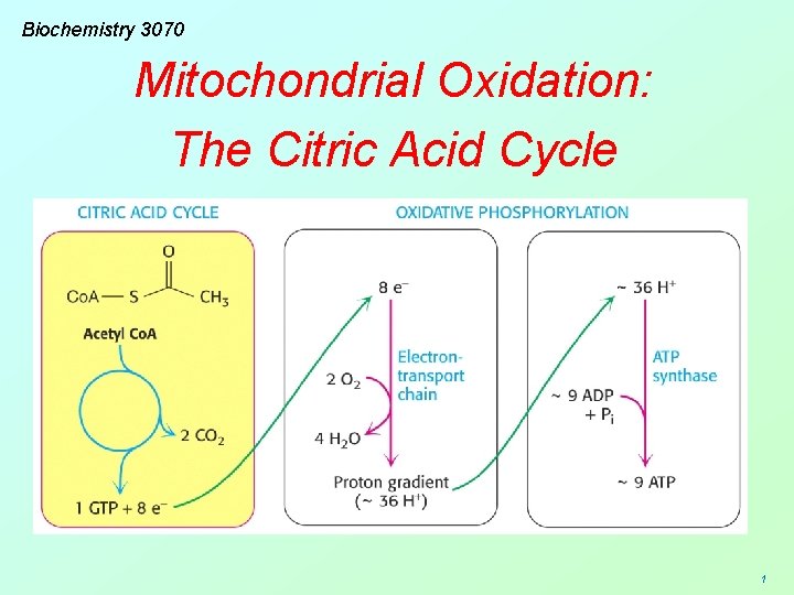 Biochemistry 3070 Mitochondrial Oxidation: The Citric Acid Cycle 1 