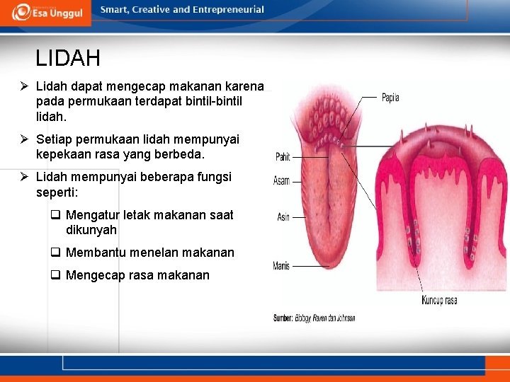 LIDAH Ø Lidah dapat mengecap makanan karena pada permukaan terdapat bintil-bintil lidah. Ø Setiap