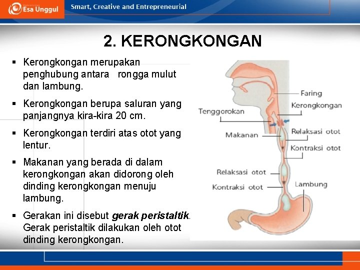 2. KERONGKONGAN § Kerongkongan merupakan penghubung antara rongga mulut dan lambung. § Kerongkongan berupa