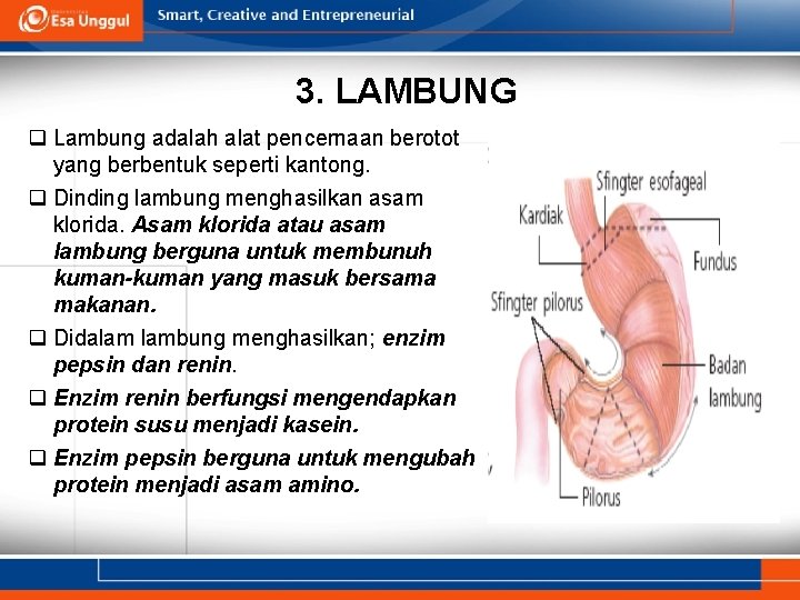 3. LAMBUNG q Lambung adalah alat pencernaan berotot yang berbentuk seperti kantong. q Dinding