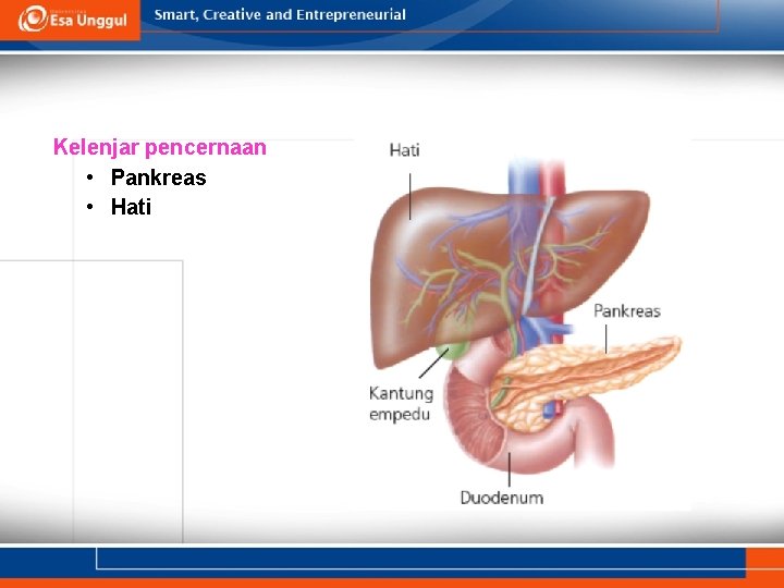 Kelenjar pencernaan • Pankreas • Hati 
