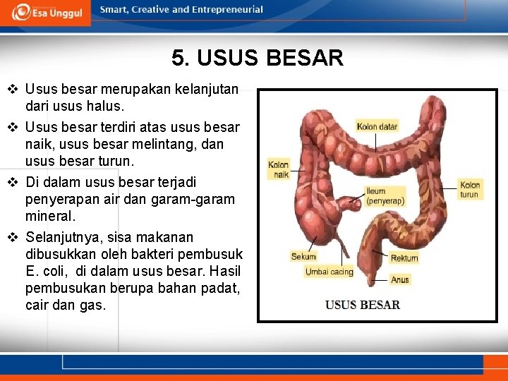 5. USUS BESAR v Usus besar merupakan kelanjutan dari usus halus. v Usus besar