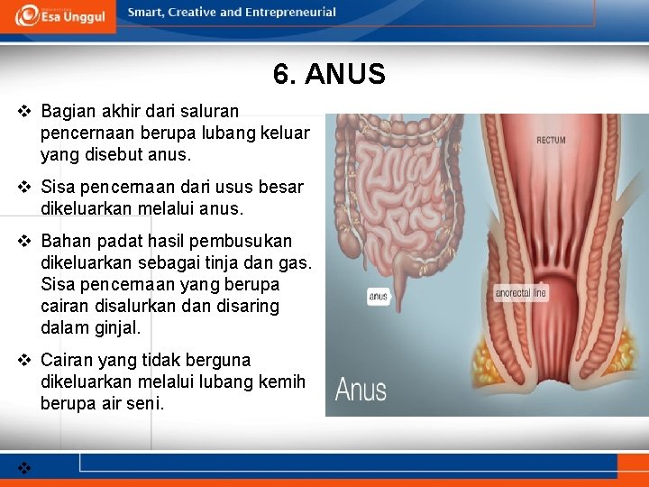 6. ANUS v Bagian akhir dari saluran pencernaan berupa lubang keluar yang disebut anus.