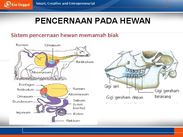 PENCERNAAN PADA HEWAN Sistem pencernaan hewan memamah biak 