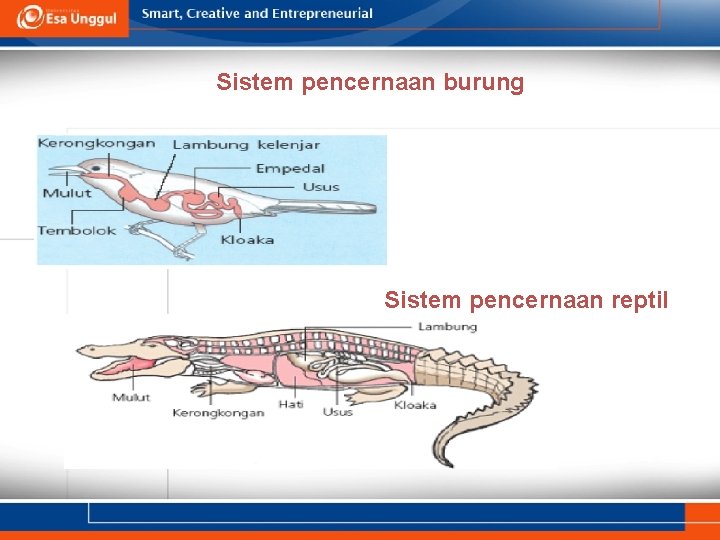 Sistem pencernaan burung Sistem pencernaan reptil 