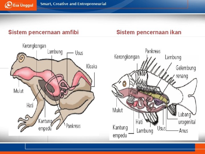 Sistem pencernaan amfibi Sistem pencernaan ikan 