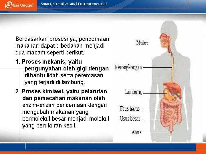 Berdasarkan prosesnya, pencernaan makanan dapat dibedakan menjadi dua macam seperti berikut. 1. Proses mekanis,