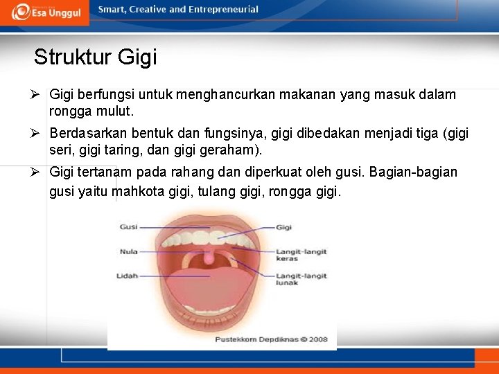 Struktur Gigi Ø Gigi berfungsi untuk menghancurkan makanan yang masuk dalam rongga mulut. Ø