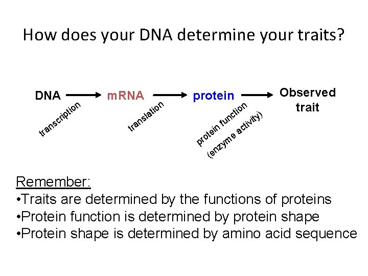How does your DNA determine your traits? DNA sc an tr n io t
