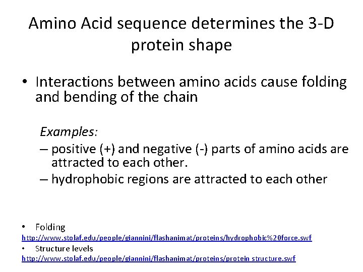Amino Acid sequence determines the 3 -D protein shape • Interactions between amino acids