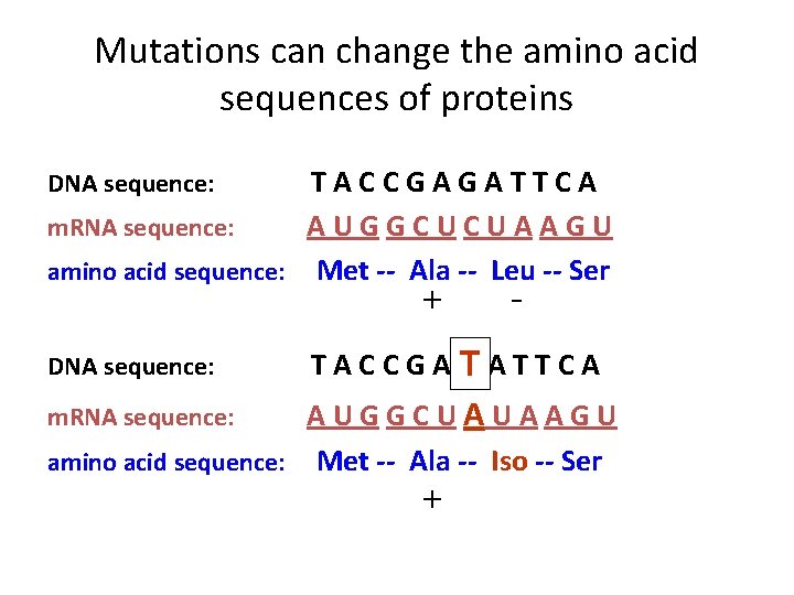 Mutations can change the amino acid sequences of proteins TACCGAGATTCA m. RNA sequence: AUGGCUCUAAGU