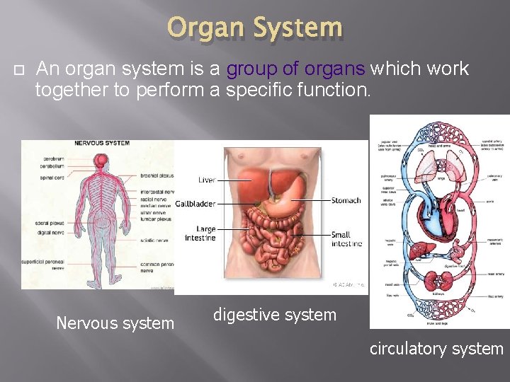 Orgains Topic CHAPTER 5 CELL SPECIALIZATION LEVELS OF ORGANIZATION Organism