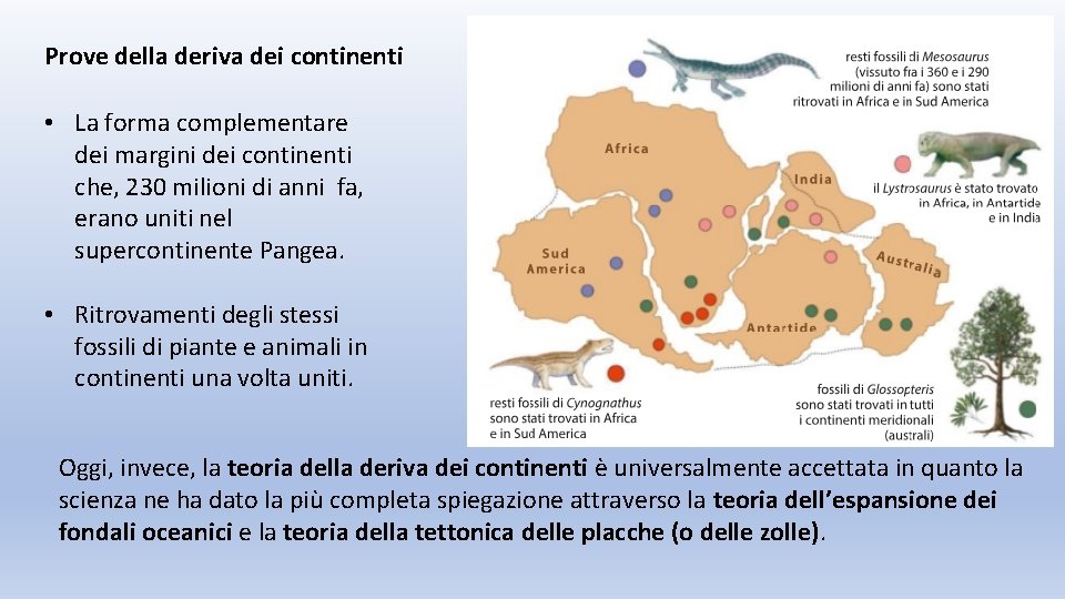 Prove della deriva dei continenti • La forma complementare dei margini dei continenti che,