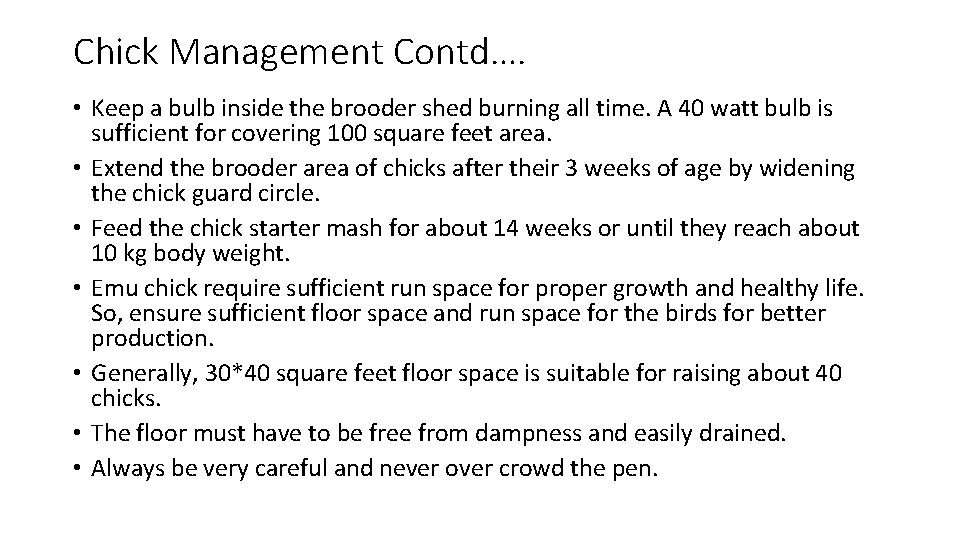 Chick Management Contd…. • Keep a bulb inside the brooder shed burning all time.