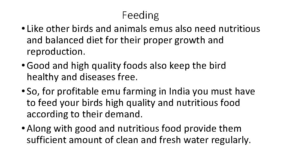 Feeding • Like other birds and animals emus also need nutritious and balanced diet