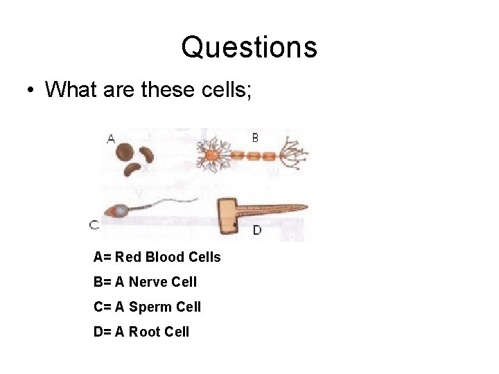 Questions • What are these cells; A= Red Blood Cells B= A Nerve Cell