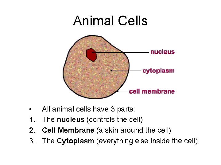 Animal Cells • 1. 2. 3. All animal cells have 3 parts: The nucleus
