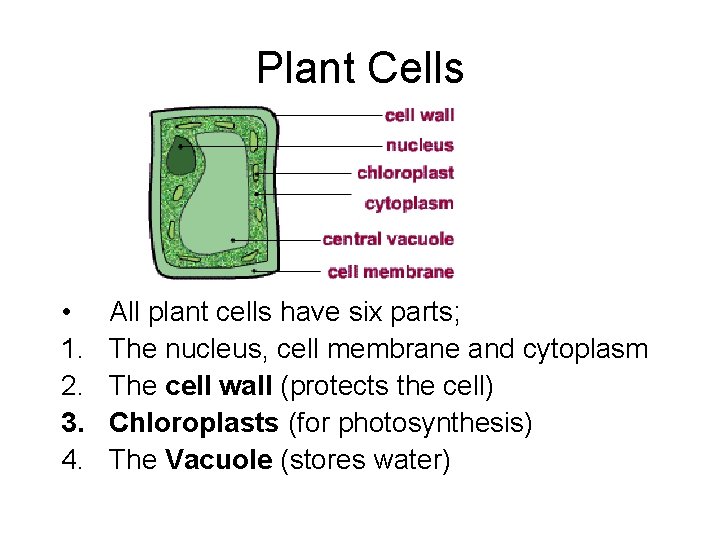 Plant Cells • 1. 2. 3. 4. All plant cells have six parts; The