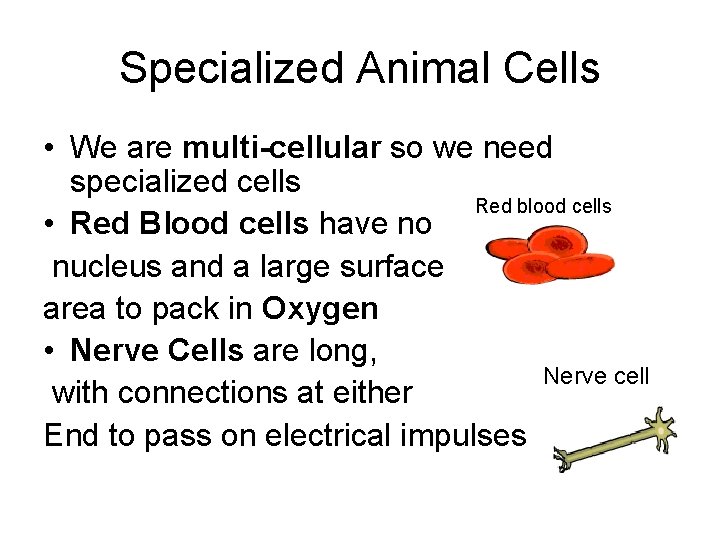 Specialized Animal Cells • We are multi-cellular so we need specialized cells Red blood