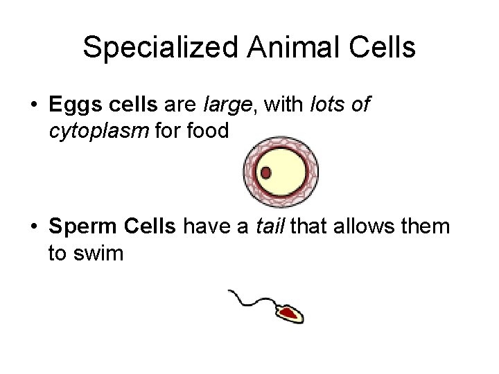 Specialized Animal Cells • Eggs cells are large, with lots of cytoplasm for food