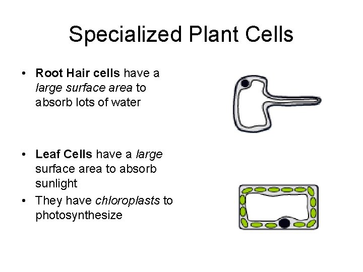 Specialized Plant Cells • Root Hair cells have a large surface area to absorb