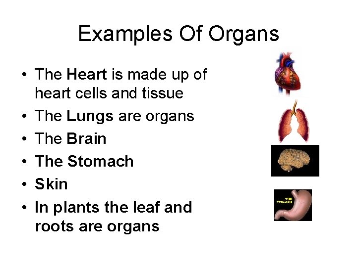 Examples Of Organs • The Heart is made up of heart cells and tissue